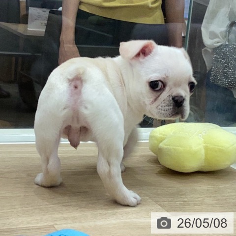 フレンチ・ブルドッグの写真