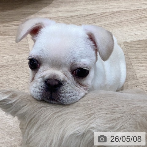 フレンチ・ブルドッグの写真