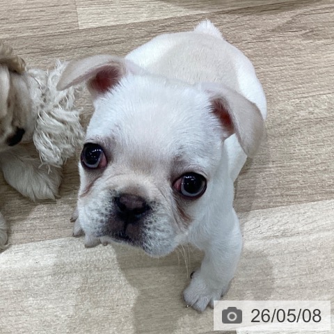 フレンチ・ブルドッグの写真