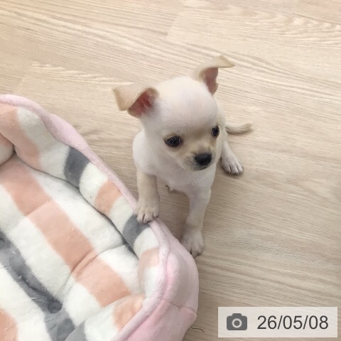 チワワの写真