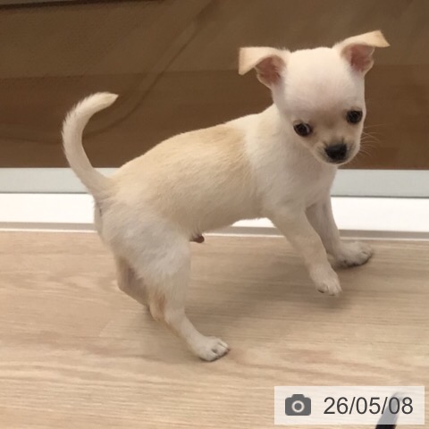 チワワの写真