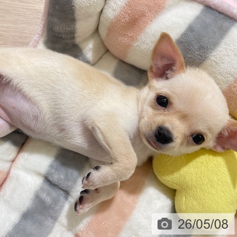 チワワの写真