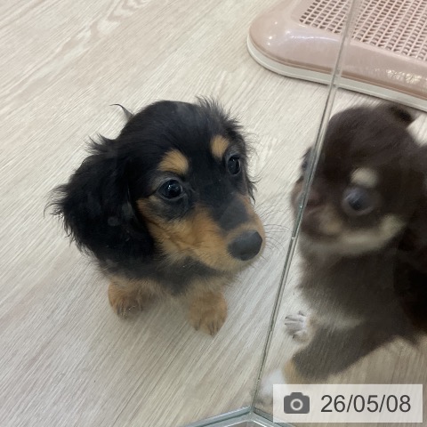 ミニチュア・ダックスフンドの写真