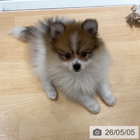 ポメラニアンの写真