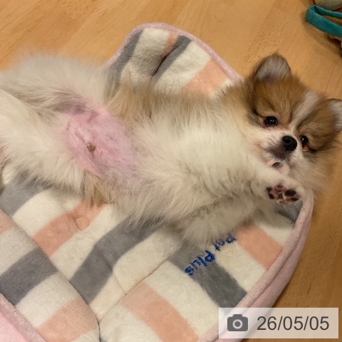 ポメラニアンの写真