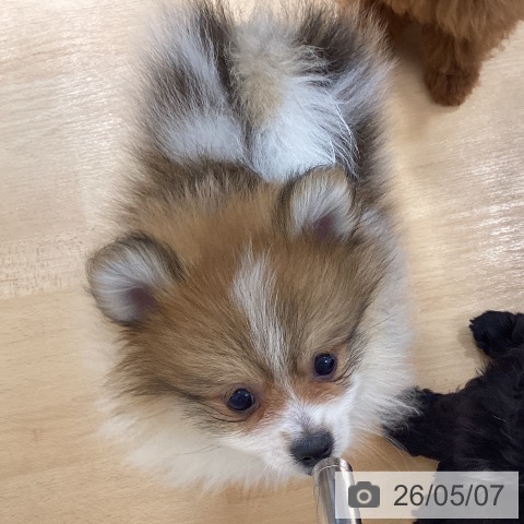ポメラニアンの写真