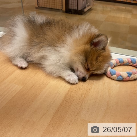 ポメラニアンの写真