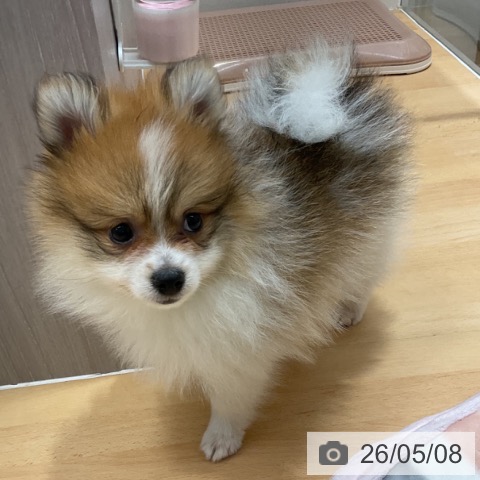 ポメラニアンの写真