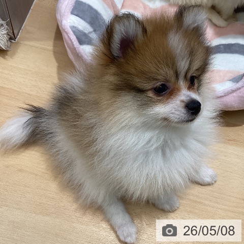 ポメラニアンの写真