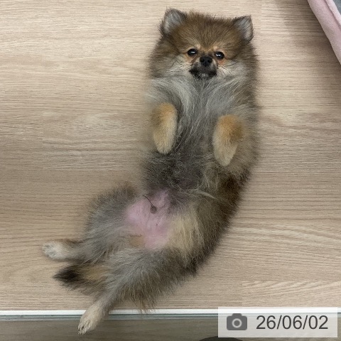 福井県のポメラニアン (ペットプラス 福井店/2026年3月4日生まれ/男の子/オレンジ)の子犬の4枚目の画像