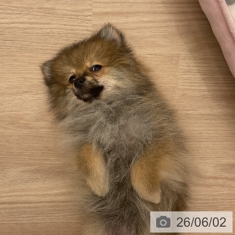 福井県のポメラニアン (ペットプラス 福井店/2026年3月4日生まれ/男の子/オレンジ)の子犬の3枚目の画像