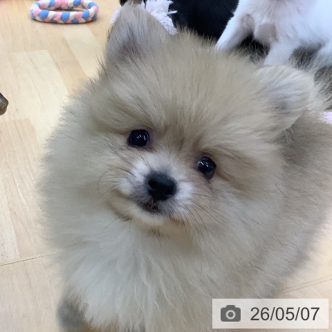 ポメラニアンの写真