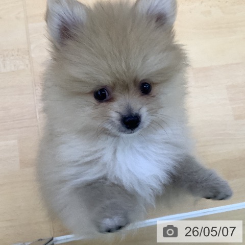 ポメラニアンの写真