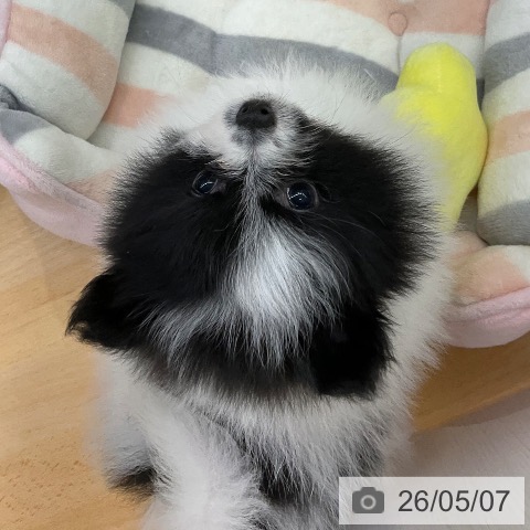 ポメラニアンの写真