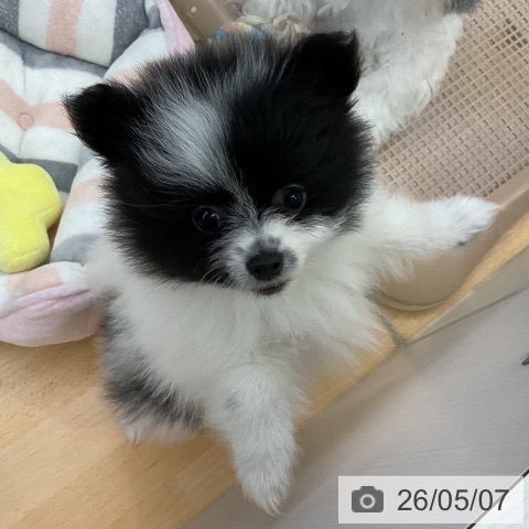 ポメラニアンの写真