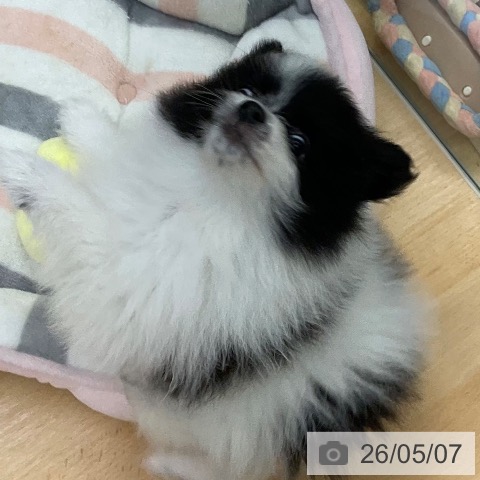 ポメラニアンの写真