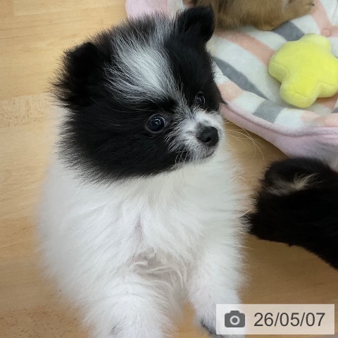ポメラニアンの写真