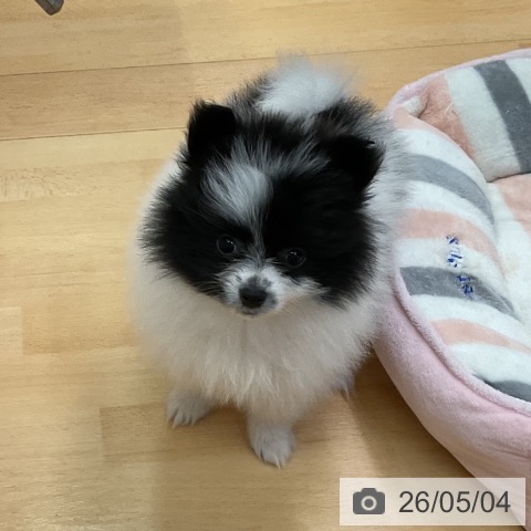 ポメラニアンの写真