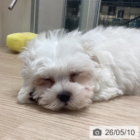 石川県のマルチーズ (ペットプラス 白山店/2026年3月5日生まれ/男の子/ホワイト)の子犬の4枚目の画像