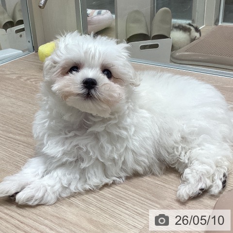 石川県のマルチーズ (ペットプラス 白山店/2026年3月5日生まれ/男の子/ホワイト)の子犬の3枚目の画像