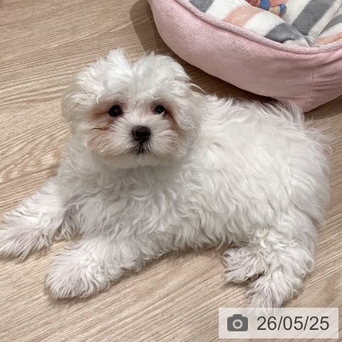 石川県のマルチーズ (ペットプラス 白山店/2026年3月5日生まれ/男の子/ホワイト)の子犬の3枚目の画像