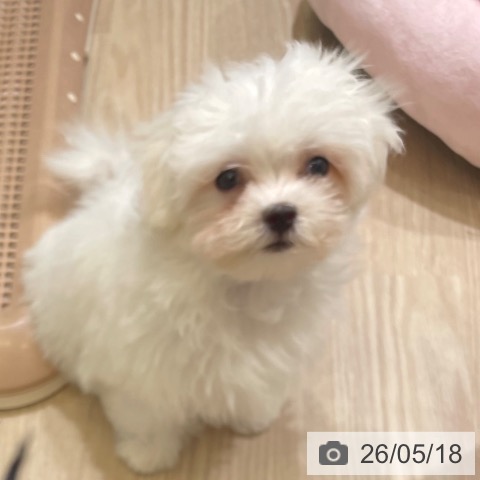 富山県のマルチーズ (ペットプラス 高岡店/2026年3月5日生まれ/男の子/ホワイト)の子犬の4枚目の画像