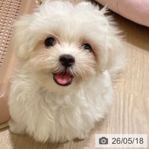 富山県のマルチーズ (ペットプラス 高岡店/2026年3月5日生まれ/男の子/ホワイト)の子犬の3枚目の画像
