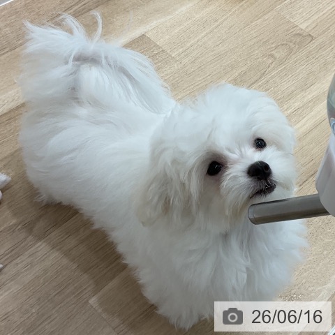 マルチーズの写真
