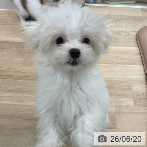 マルチーズの写真