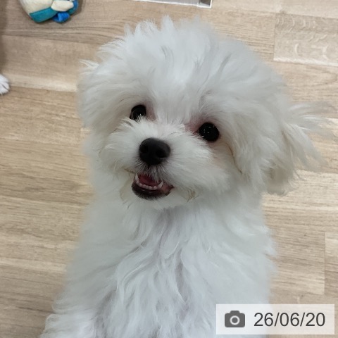 マルチーズの写真