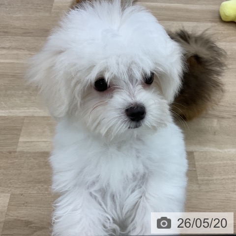愛知県のマルチーズ (ペットプラス みなと店/2026年3月5日生まれ/女の子/ホワイト)の子犬の3枚目の画像