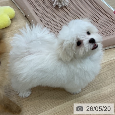 愛知県のマルチーズ (ペットプラス みなと店/2026年3月5日生まれ/女の子/ホワイト)の子犬の4枚目の画像