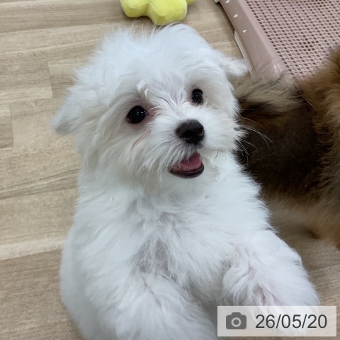 愛知県のマルチーズ (ペットプラス みなと店/2026年3月5日生まれ/女の子/ホワイト)の子犬の3枚目の画像