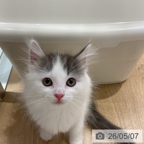 ノルウェージャンフォレストキャットの写真