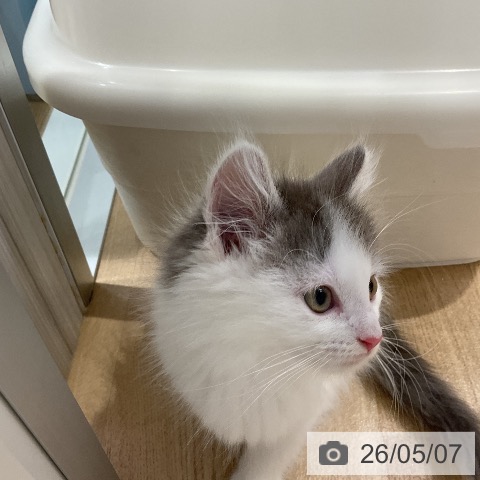 ノルウェージャンフォレストキャットの写真