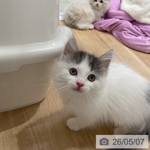ノルウェージャンフォレストキャットの写真