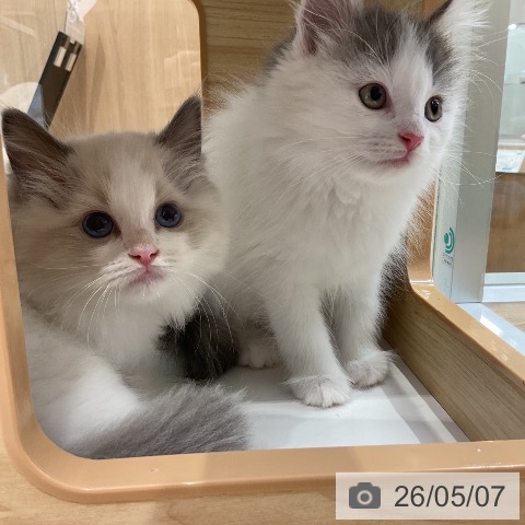ノルウェージャンフォレストキャットの写真