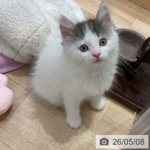 ノルウェージャンフォレストキャットの写真