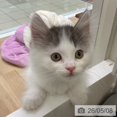 ノルウェージャンフォレストキャットの写真