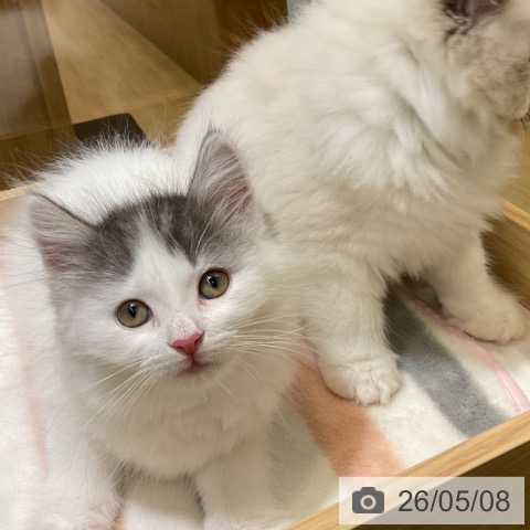 ノルウェージャンフォレストキャットの写真