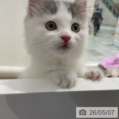 ノルウェージャンフォレストキャットの写真