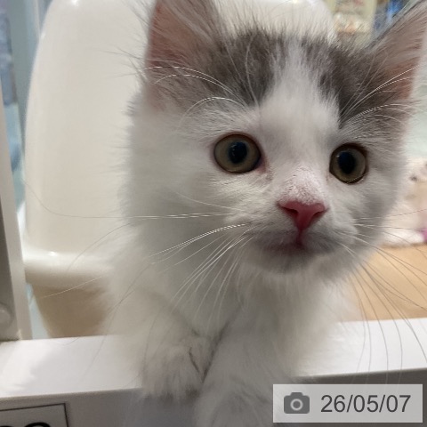 ノルウェージャンフォレストキャットの写真
