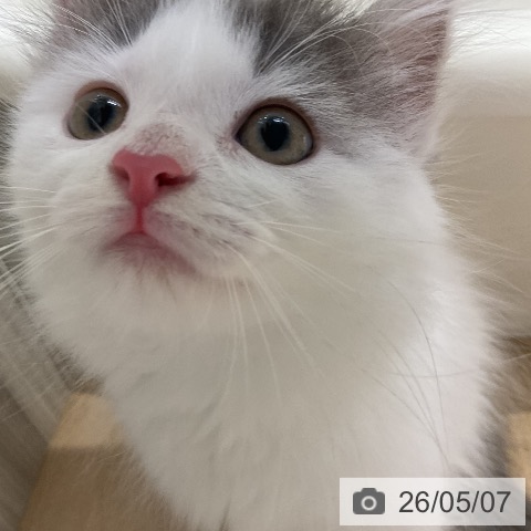 ノルウェージャンフォレストキャットの写真