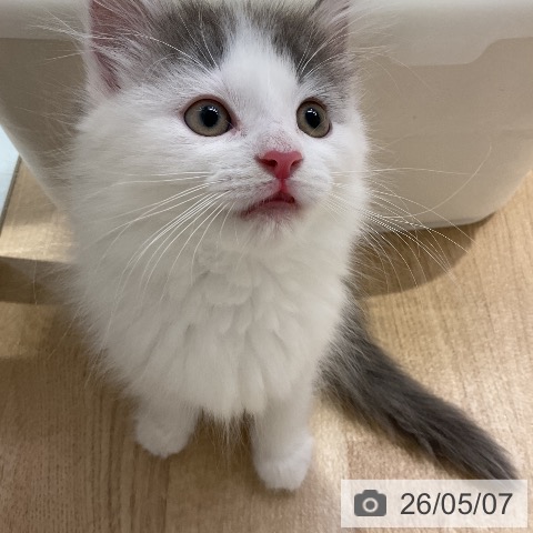 ノルウェージャンフォレストキャットの写真