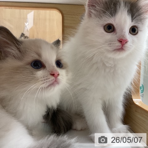 ラグドールの写真