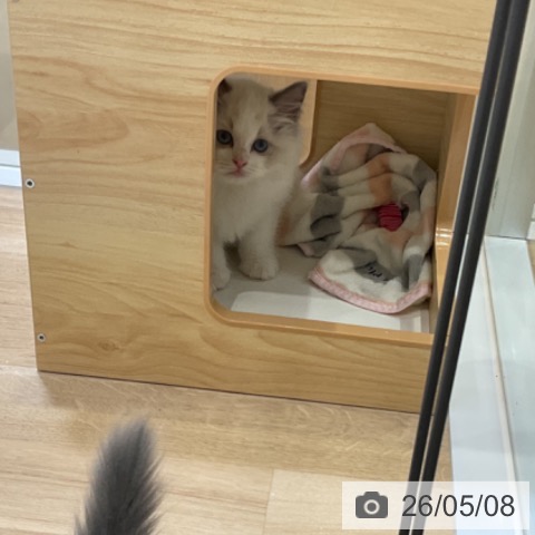ラグドールの写真
