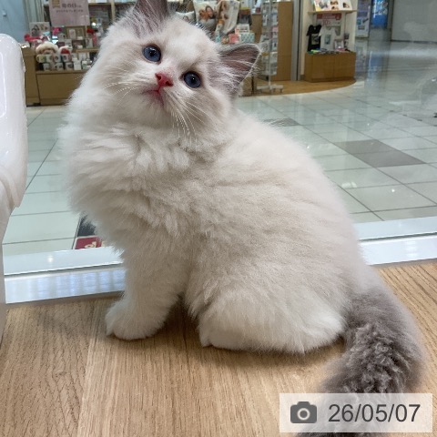 ラグドールの写真
