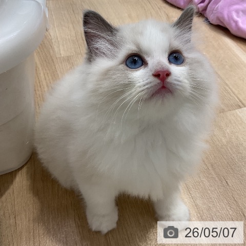 ラグドールの写真