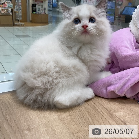 ラグドールの写真