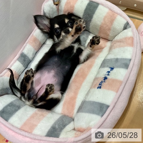 チワワの写真